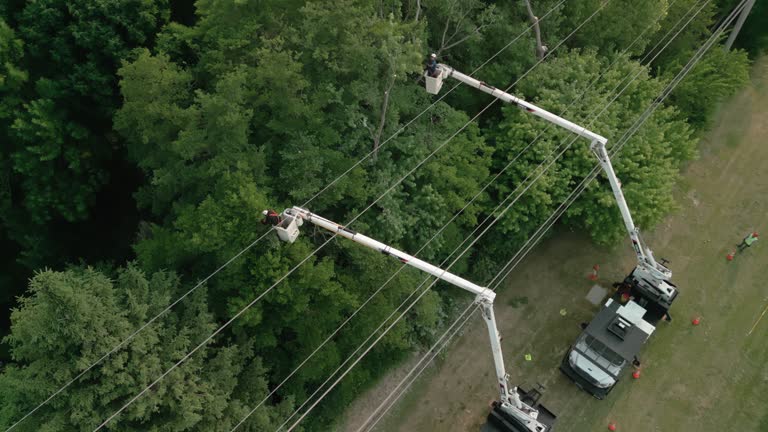 Best Storm Damage Tree Cleanup  in La Grange Park, IL